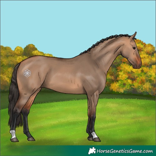 Horse Color:Bay Dun