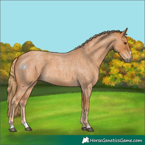 Horse Color:Red Roan 