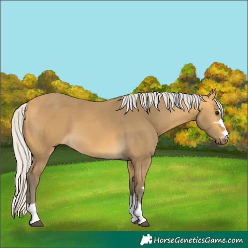 Horse Color:Silver Buckskin