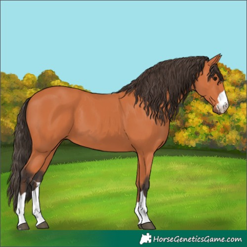 Horse Color:Bay 