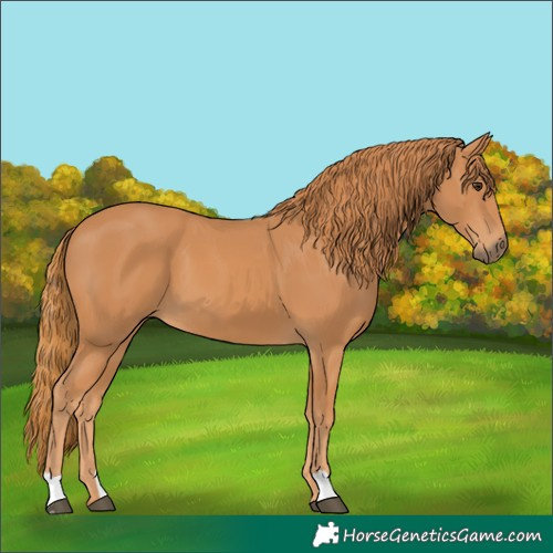 Horse Color:Chestnut 