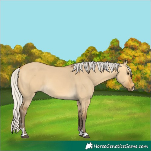 Horse Color:Silver Buckskin Dun