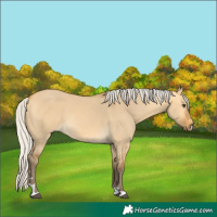 Horse Color:Silver Buckskin Dun