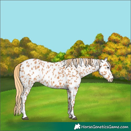 Horse Color:Chestnut Appaloosa