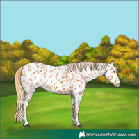 Horse Color:Chestnut Appaloosa