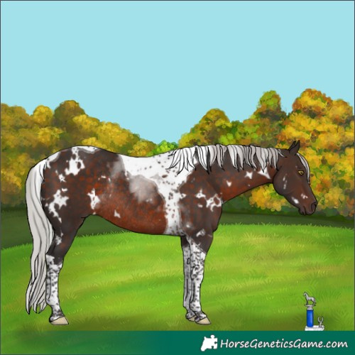 Horse Color:White Spotted Silver Brown Tobiano Rabicano