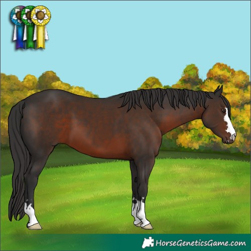 Horse Color:Liver Chestnut 