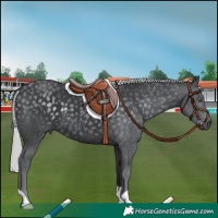 Horse Color:Silver Black Chinchilla