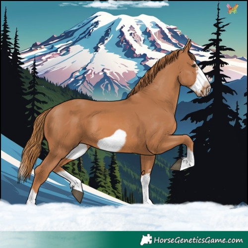 Horse Color:Chestnut Splash Frame