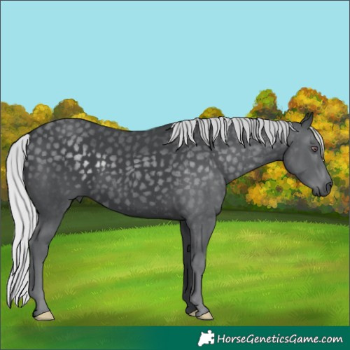 Horse Color:Silver Black Chinchilla