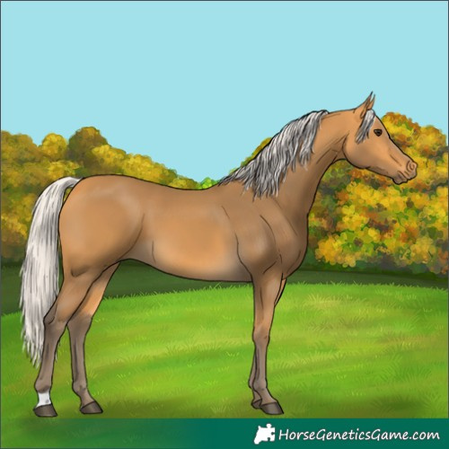Horse Color:Silver Buckskin