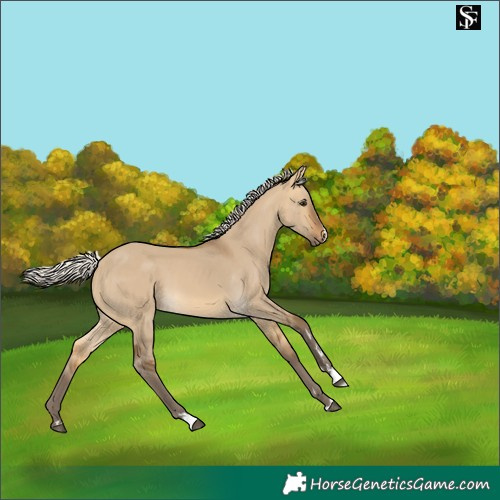 Horse Color:Silver Buckskin Dun 