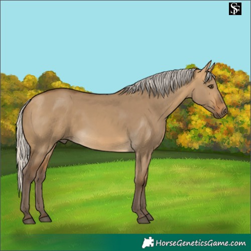 Horse Color:Silver Buckskin Dun