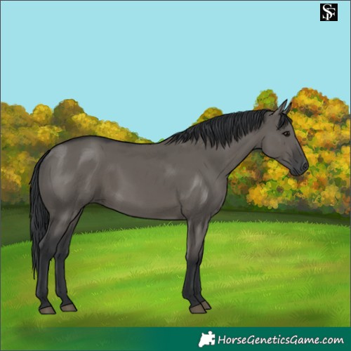Horse Color:Grullo 