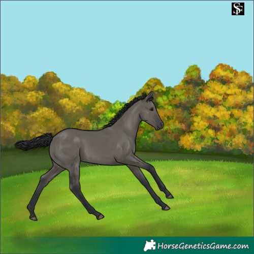Horse Color:Grullo 