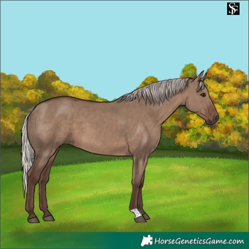Horse Color:Silver Grullo 