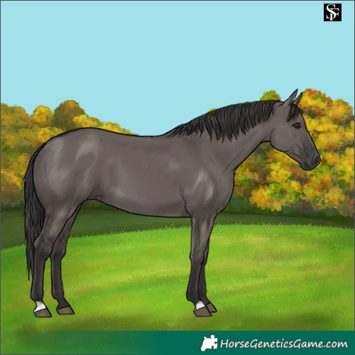 Horse Color:Smoky Grullo 