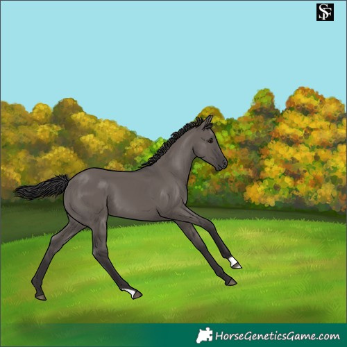 Horse Color:Smoky Grullo 