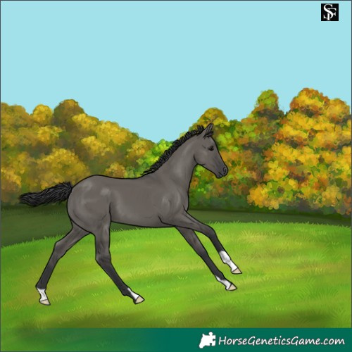 Horse Color:Grullo