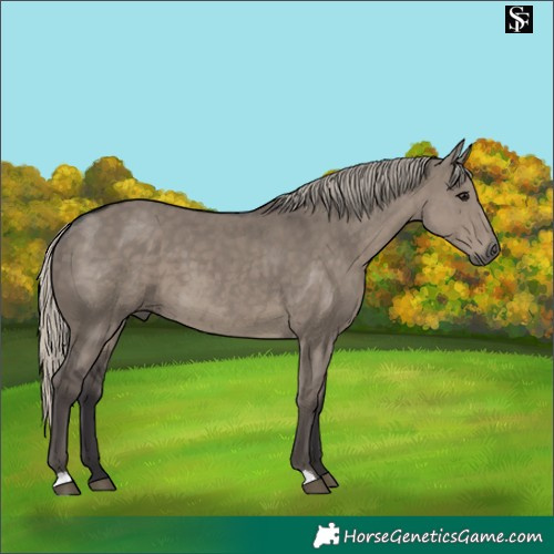 Horse Color:Silver Smoky Grullo 