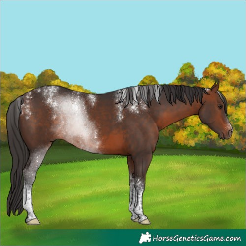 Horse Color:Powder White Brown Tobiano