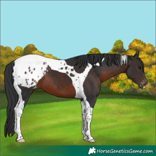 Horse Color:Brown Tobiano Appaloosa