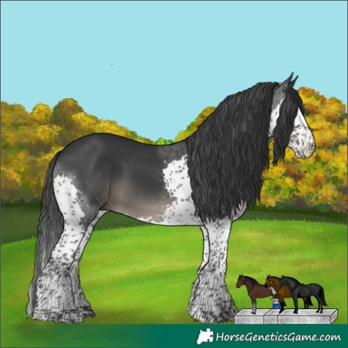 Horse Color:Black Splash 
