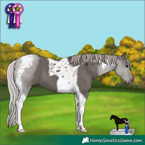 Horse Color:Silver Black Tobiano 