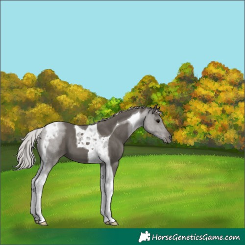 Horse Color:Silver Black Tobiano