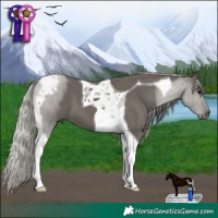 Horse Color:Silver Black Tobiano 