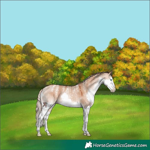 Horse Color:Powder White Red Dun Splash