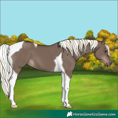 Horse Color:Liver Red Dun Mushroom Tobiano 
