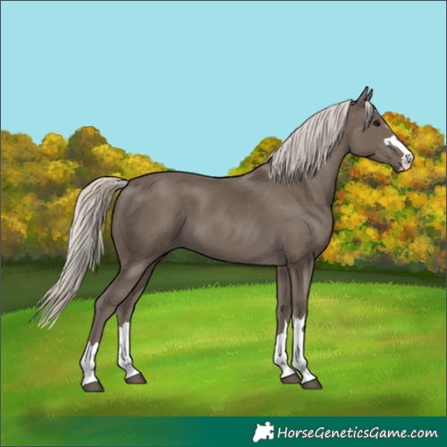 Horse Color:Silver Smoky Black