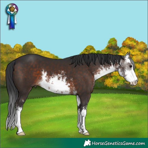 Horse Color:White Spotted Brown