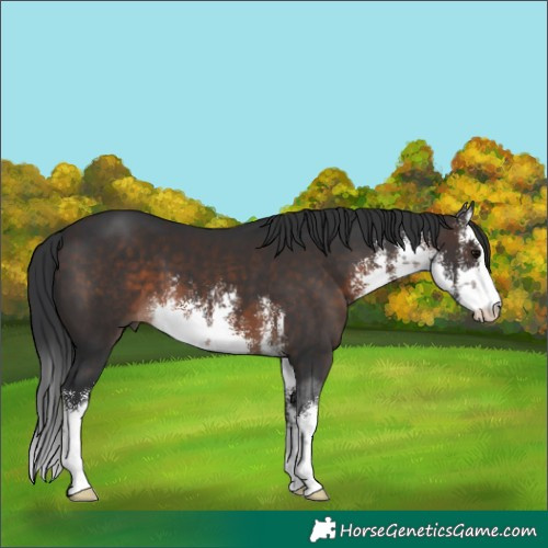 Horse Color:White Spotted Brown