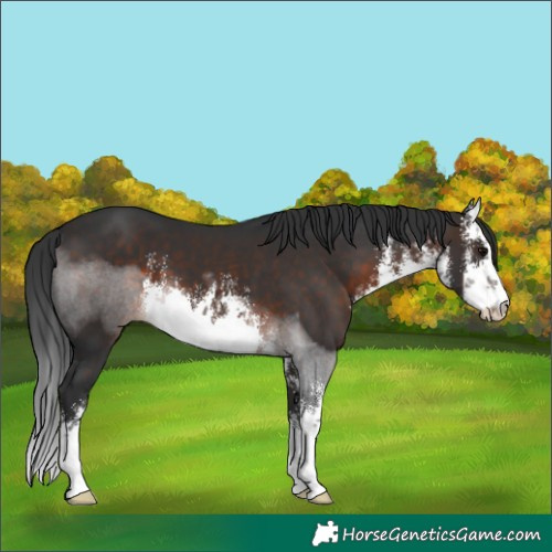 Horse Color:White Spotted Brown