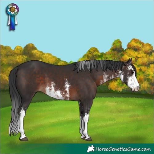 Horse Color:White Spotted Brown