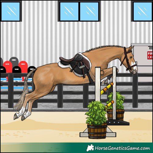 Horse Color:Palomino 