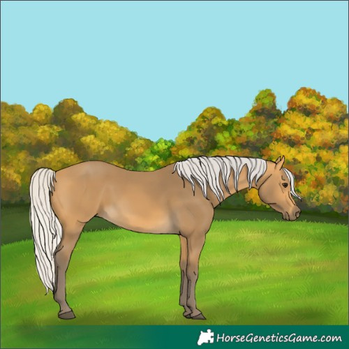 Horse Color:Silver Buckskin 