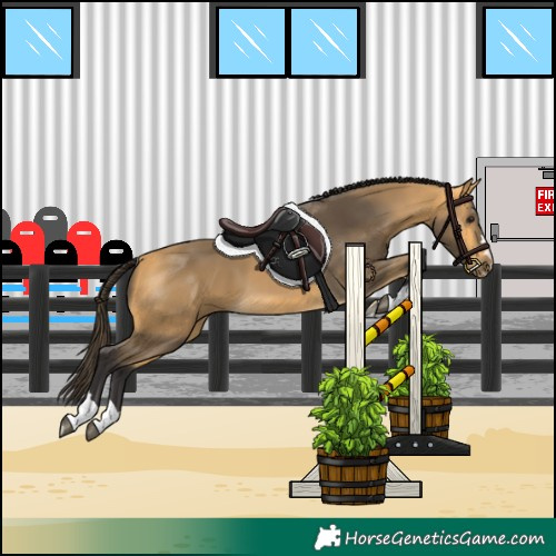 Horse Color:Buckskin