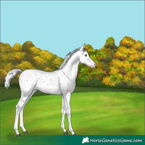 Horse Color:Silver Black Chinchilla Sabino 