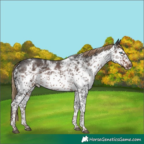 Horse Color:White Spotted Liver Chestnut Frame