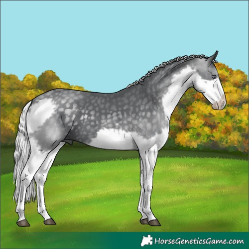 Horse Color:Silver Black Chinchilla Splash Frame