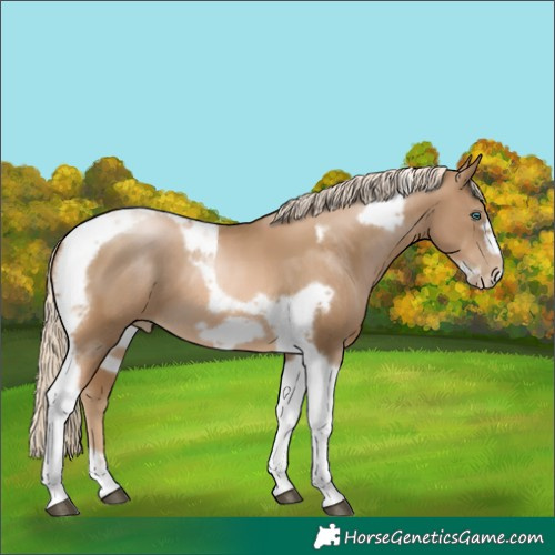 Horse Color:Liver Chestnut Snowdrop Pearl Tobiano Frame 