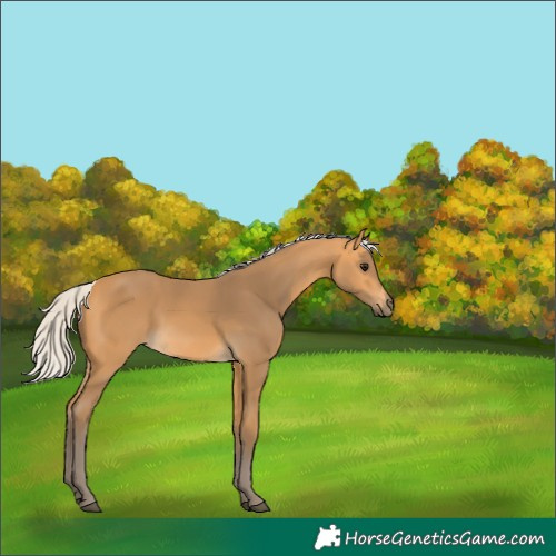 Horse Color:Silver Buckskin