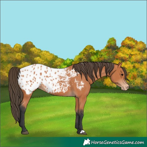 Horse Color:Bay Appaloosa 