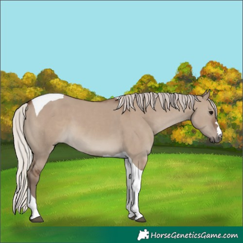 Horse Color:Silver Grullo Tobiano 