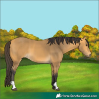 Horse Color:Buckskin