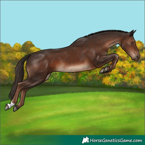 Horse Color:Liver Chestnut