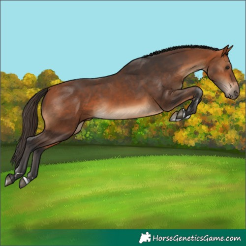 Horse Color:Bay 